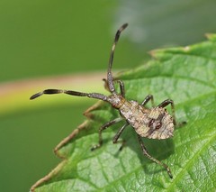 Coreus marginatus