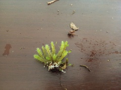 Glyphothecium sciuroides