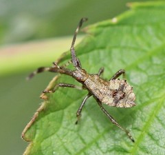 Coreus marginatus