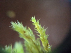 Glyphothecium sciuroides