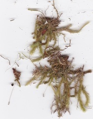 Glyphothecium sciuroides