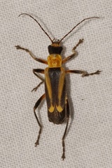 Chauliognathus nigriceps