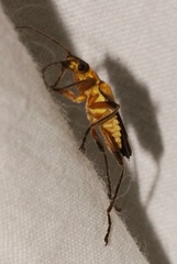 Chauliognathus nigriceps