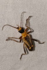 Chauliognathus nigriceps