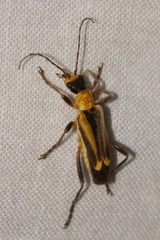 Chauliognathus nigriceps