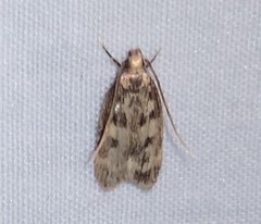 Martyringa latipennis