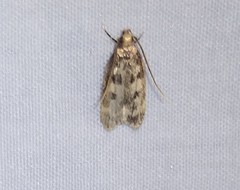 Martyringa latipennis
