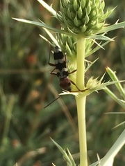 Chlorophorus trifasciatus