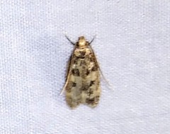 Martyringa latipennis