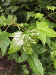 Phyllocnistis liquidambarisella