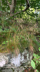 Deschampsia