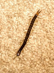 Hemiscolopendra