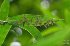 Strepsinoma croesusalis