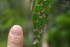 Strepsinoma croesusalis