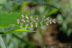 Strepsinoma croesusalis