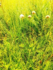 Armeria maritima sibirica