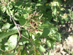 Eriophyes cerasicrumena