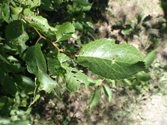 Eriophyes cerasicrumena