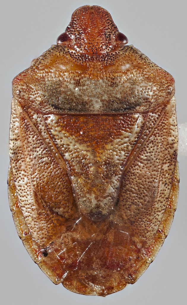 Dendrocoris parapini