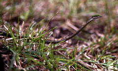 Thelotornis kirtlandii image