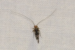 Cerastipsocus trifasciatus