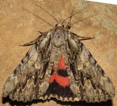 Catocala coccinata