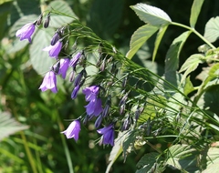 Campanula witasekiana