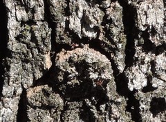 Liometopum microcephalum