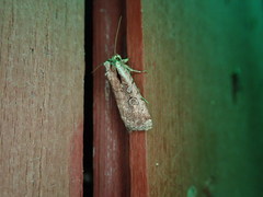 Eueretagrotis attentus