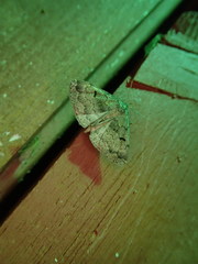 Phalaenostola hanhami