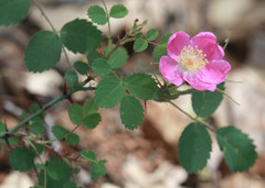Rosa spithamea