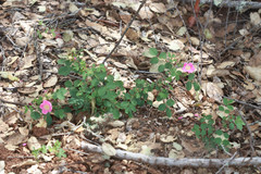 Rosa spithamea