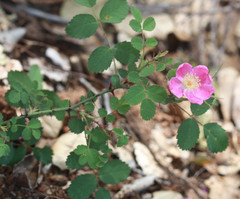 Rosa spithamea