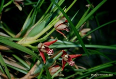 Maxillaria tenuifolia