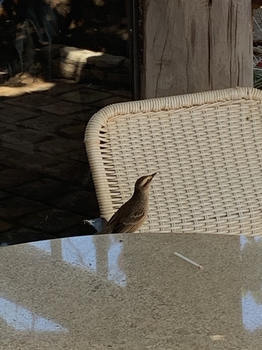 Chalk-browed Mockingbird