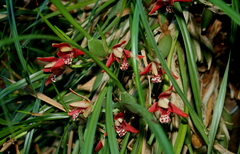Maxillaria tenuifolia