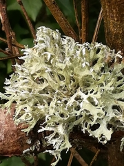 Ramalina fastigiata