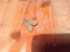 Charanyca trigrammica