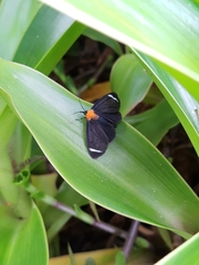 Hyalurga chthonophyle