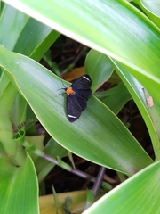 Hyalurga chthonophyle