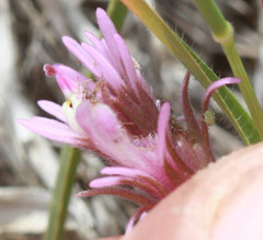 Castilleja densiflora densiflora