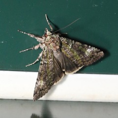 Anaplectoides prasina