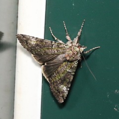 Anaplectoides prasina