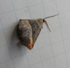 Metanema determinata