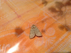 Charanyca trigrammica