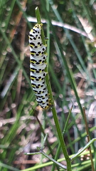 Cucullia scrophulariae