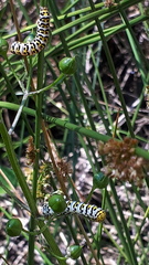 Cucullia scrophulariae