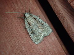 Eueretagrotis attentus