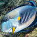 紅海刺尾魚 - Photo (c) zsispeo，保留部份權利CC BY-NC-SA