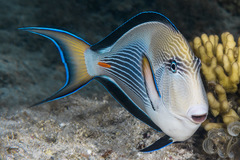 Red Sea Surgeonfish photo 4